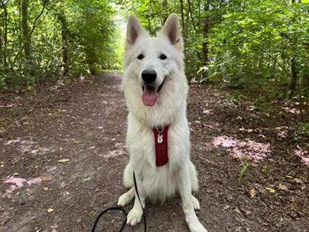 white shepherd nl.jpg